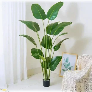 Interior Decors. stylish large indoor plants, large indoor plants, indoor plant decor, modern indoor plants, decorative indoor plants, tall indoor plants, indoor plants for home, indoor plants for living room, indoor plants for office, large houseplants, statement indoor plants, tropical indoor plants, low maintenance indoor plants, indoor greenery, modern home decor plants, luxury indoor plant decor, contemporary plant decor, indoor plant styling, decorative potted plants, large indoor planters, indoor plants for apartments, bedroom indoor plants, hallway plants, reception area plants, office greenery, living room plant decor, interior landscaping, biophilic interior design, modern interior decor, stylish home accessories, premium indoor plant decor, indoor plants Kenya, large indoor plants Kenya, decorative plants Kenya, houseplants Kenya, indoor plant decor Kenya, large potted plants Kenya, indoor planters Kenya, office plants Kenya, indoor plants Nairobi, large indoor plants Nairobi, decorative plants Nairobi, houseplants Nairobi, indoor plant decor Nairobi, large potted plants Nairobi, indoor planters Nairobi, office plants Nairobi, indoor landscaping Nairobi, indoor plants Westlands, large plants Westlands, indoor plant decor Kilimani, large indoor plants Kilimani, plants Karen Nairobi, indoor plants Karen, large plants Lavington, indoor decor Lavington, indoor plants Kileleshwa, large plants Kileleshwa, indoor plants Runda, indoor decor Runda, large indoor plants Mombasa, indoor plants Nyali, indoor plants Kisumu, indoor plants Nakuru, modern plant decor Kenya, interior landscaping Kenya, office plant decor Nairobi, luxury interior decor Kenya, contemporary indoor plants Kenya, large decorative plants Nairobi, home interior plants Kenya